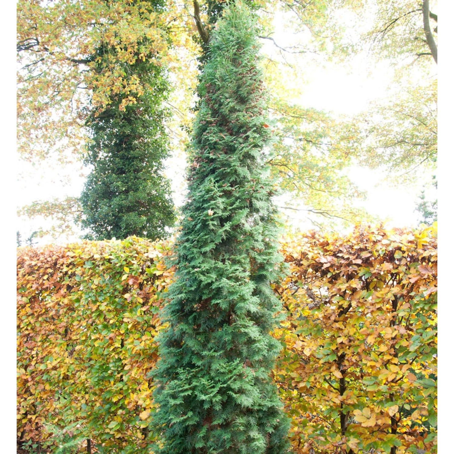 Säulen Lebensbaum 80-100cm - Thuja occidentalis günstig online kaufen