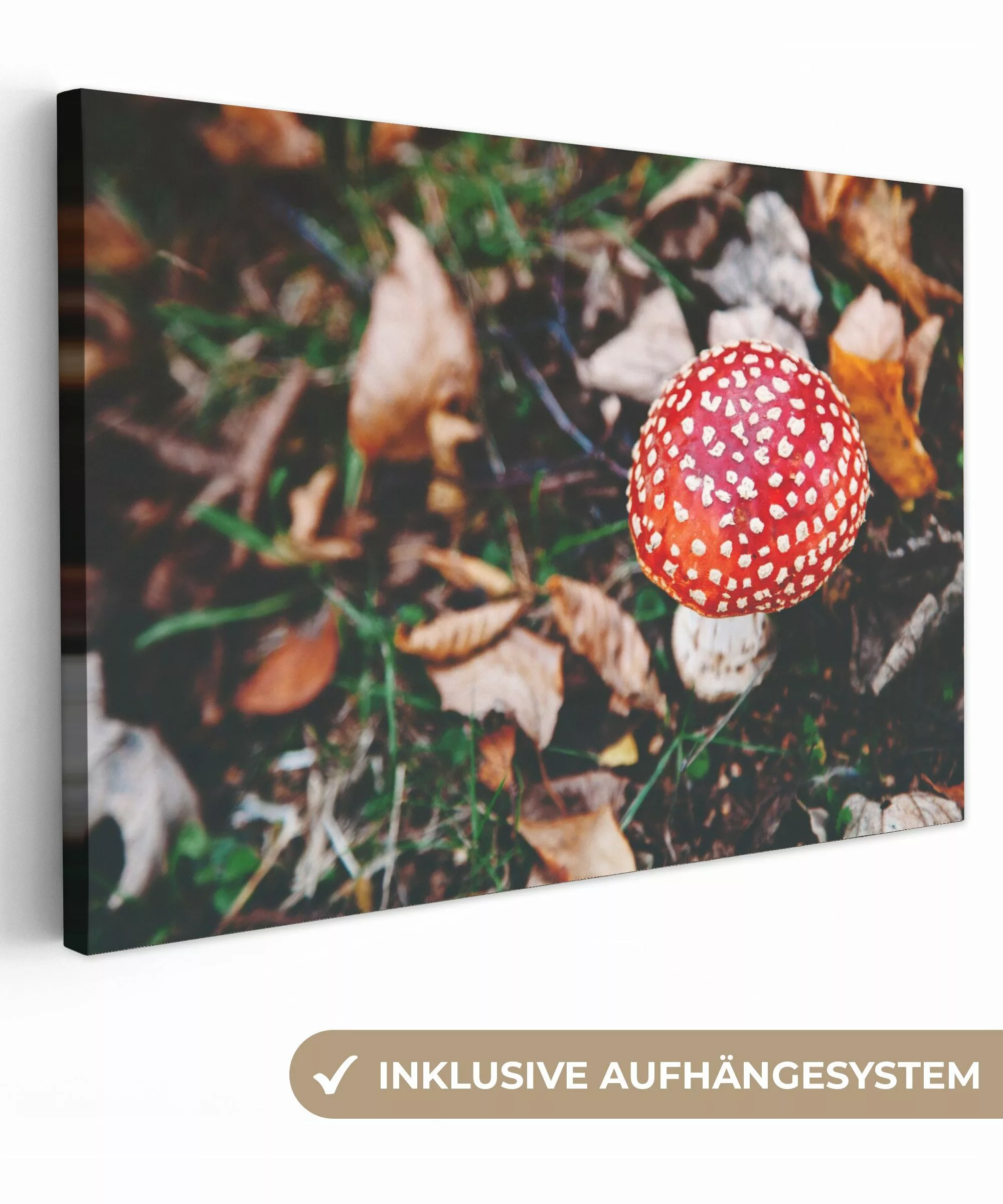 OneMillionCanvasses® Leinwandbild Herbst - Pilz - günstig online kaufen