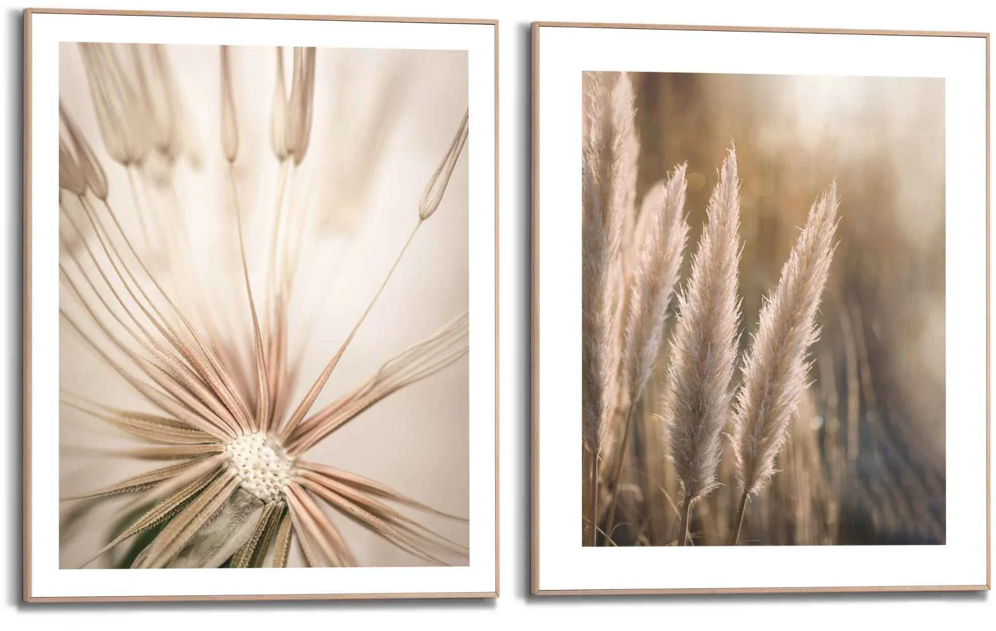 Reinders! Wandbild »Natur Botanisch - Pampas - Löwenzahn - Nahaufnahme«, (2 günstig online kaufen