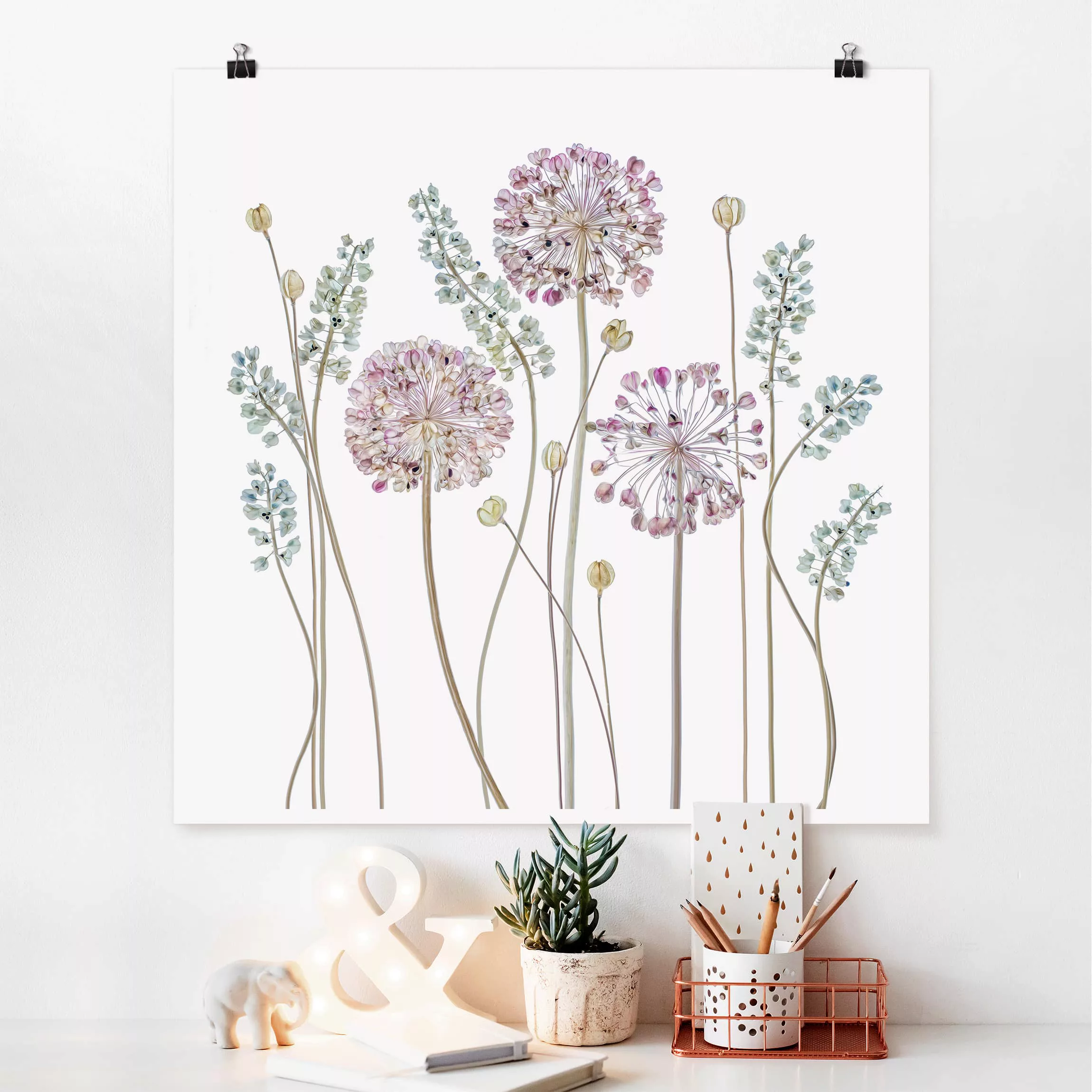 Poster Blumen - Quadrat Allium Illustration günstig online kaufen