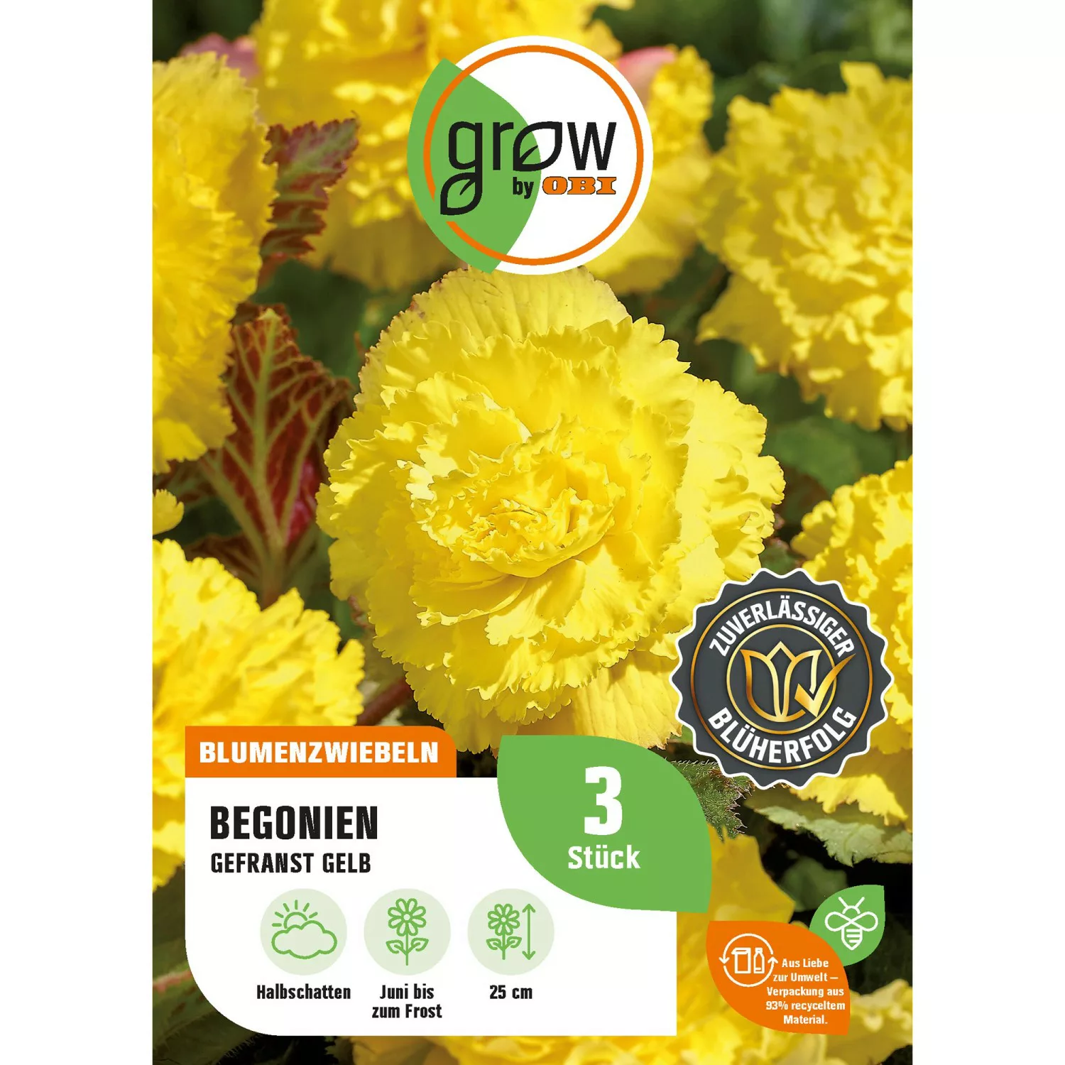 GROW by OBI Begonie Fimbriata Gelb Höhe ca. 25 cm Begonia fimbriata günstig online kaufen