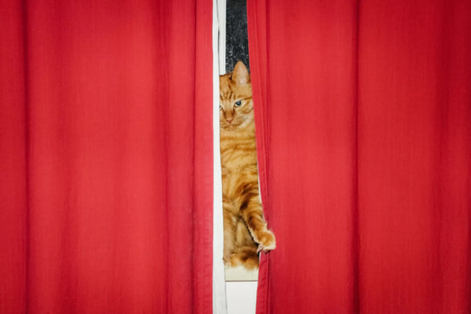 Poster / Leinwandbild - Cat Curtains günstig online kaufen