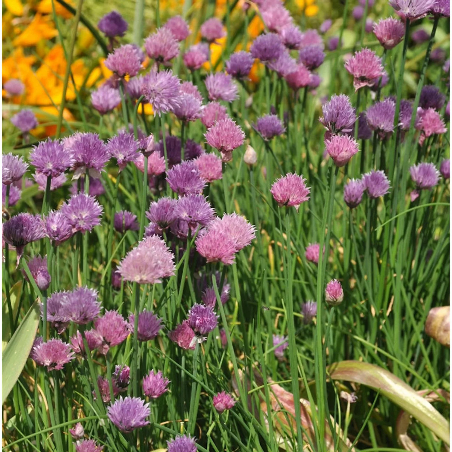 Schnittlauch Forescate - Allium schoenoprasum günstig online kaufen