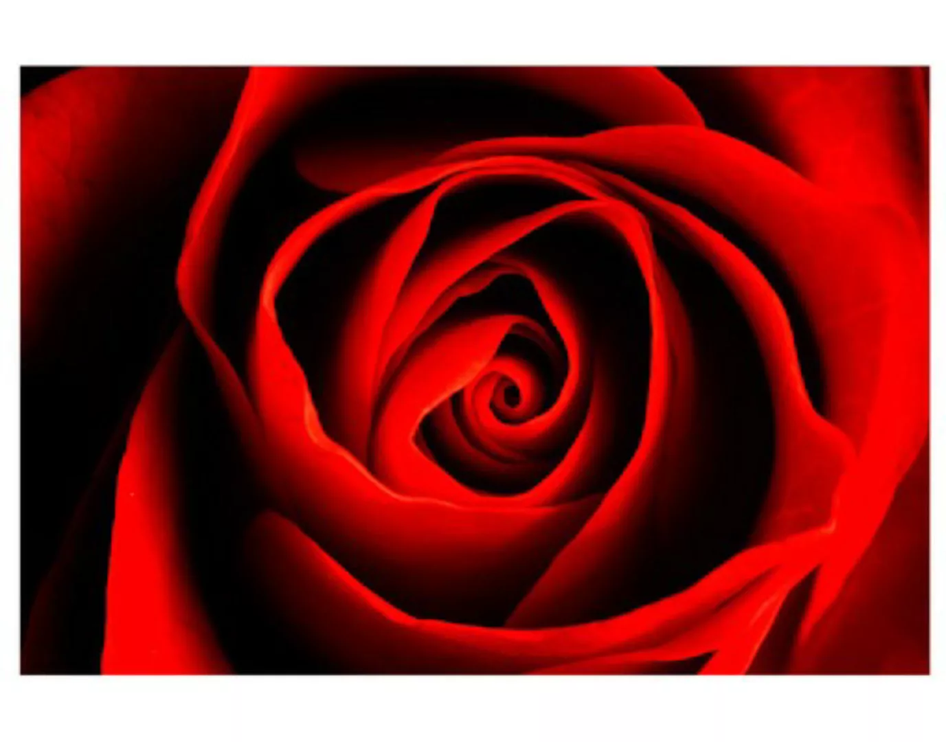 Fensterfolie Liebliche Rose günstig online kaufen