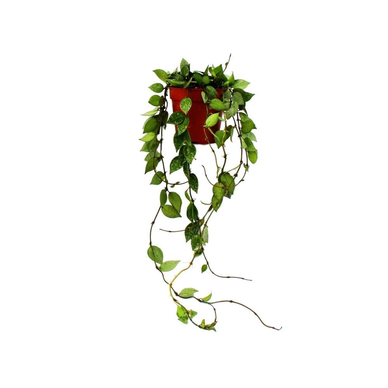 Exotenherz Zimmerpflanze Hängend Hoya Krohniana Eskimo Porzellanblume Wachs günstig online kaufen