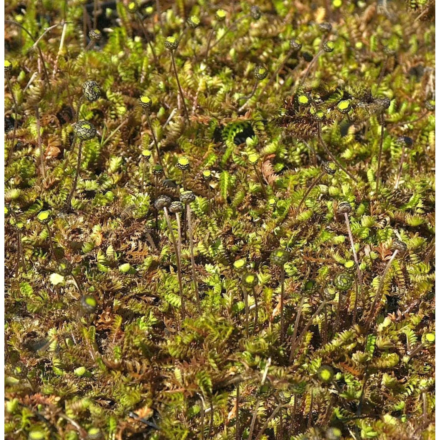 Brauner Fiederpolster - Leptinella dioica günstig online kaufen