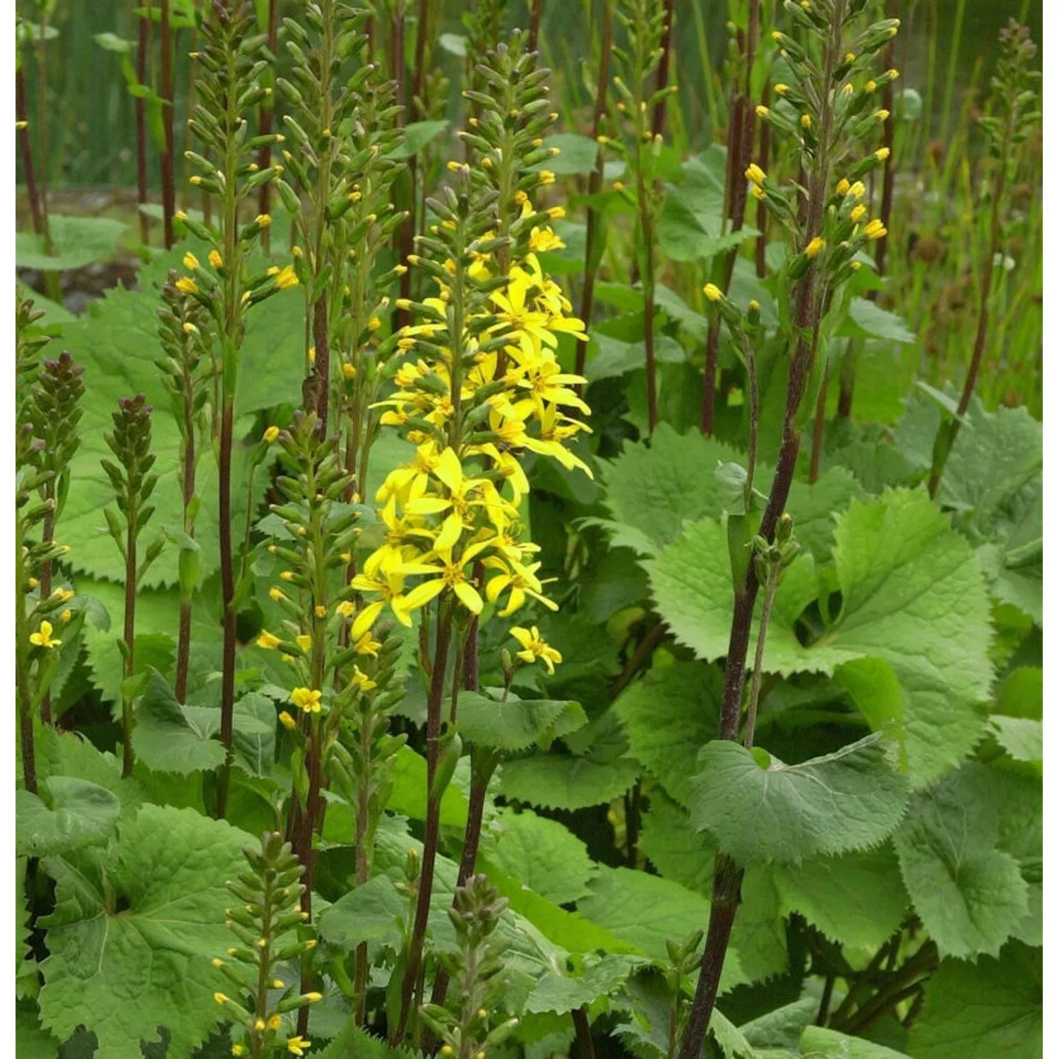 Kreuzkraut Weihenstephan - Ligularia stenocephala günstig online kaufen