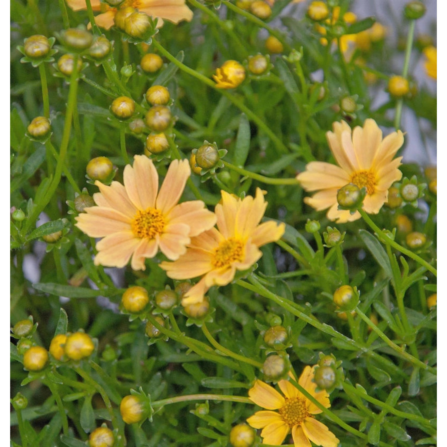 Mädchenauge Elfin Gold - Coreopsis auriculata günstig online kaufen