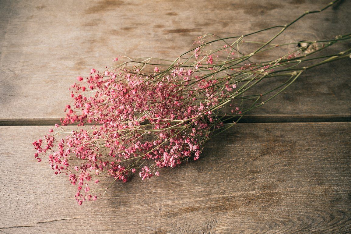 Trockenblume Schleierkraut Rot getrocknet im Bund günstig online kaufen