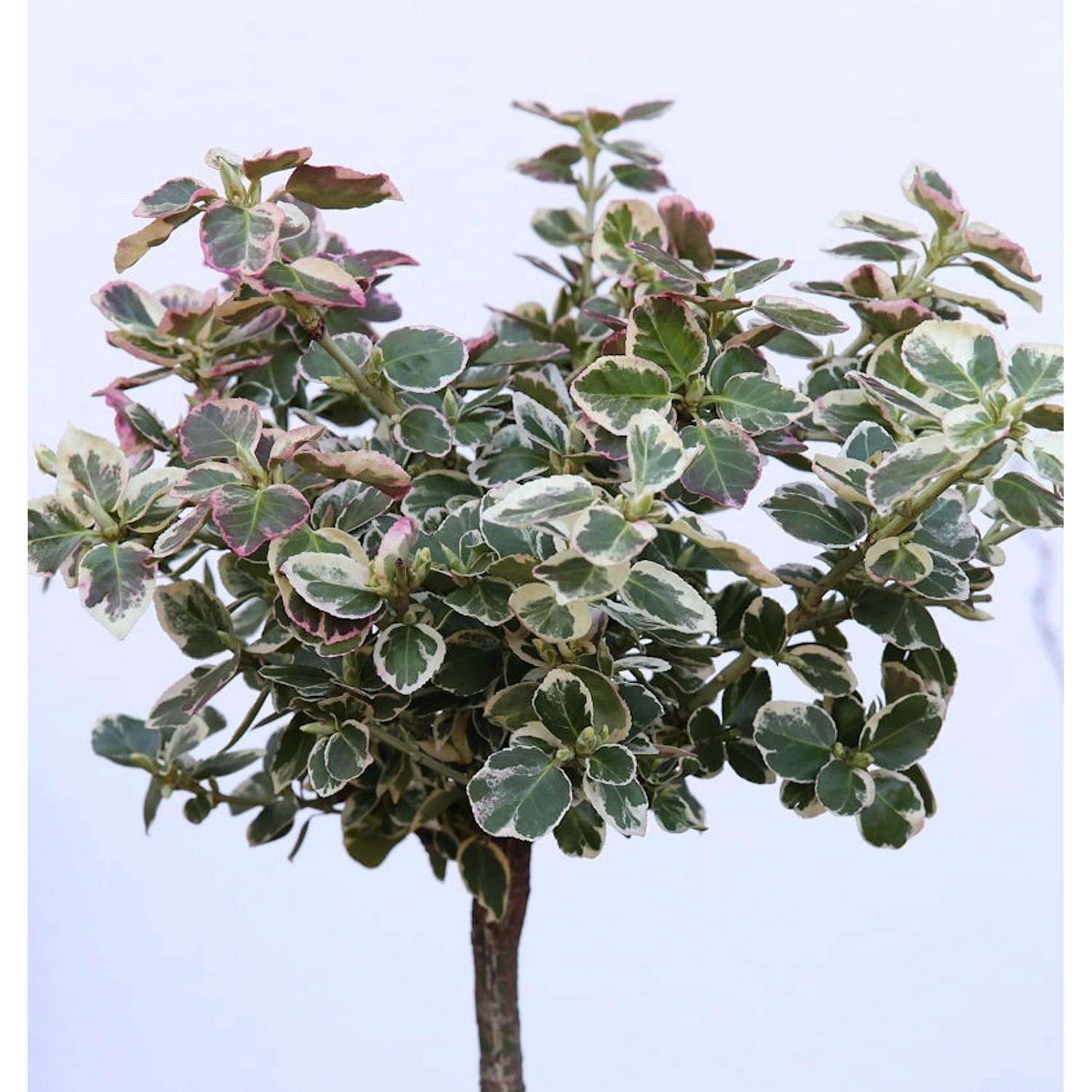 Hochstamm Weißbunte Kriechspindel 60-80cm - Euonymus fortunei günstig online kaufen