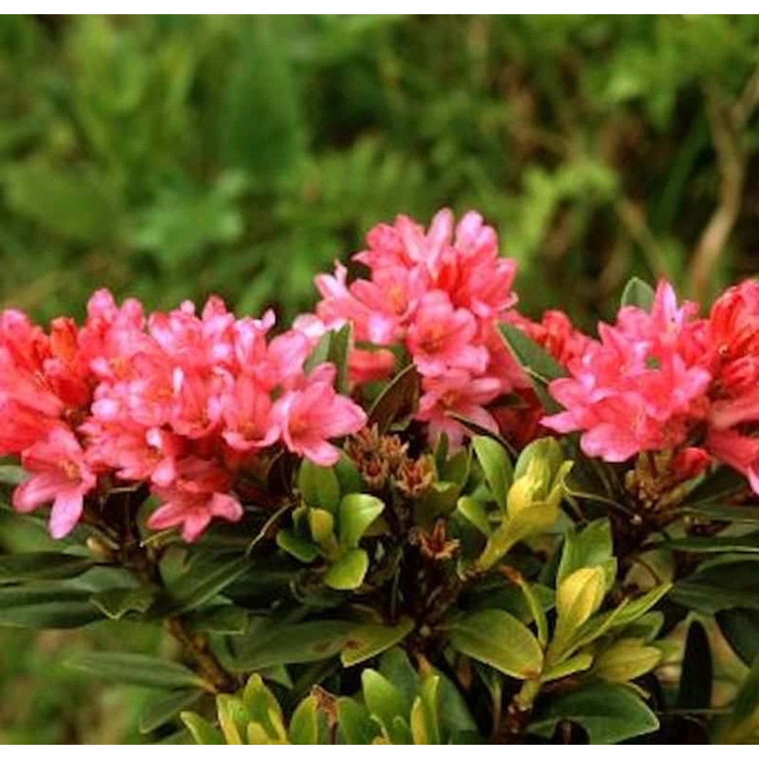 Japanische Azalee Little Red 15-20cm - Rhododendron obtusum - Zwerg Alpenro günstig online kaufen