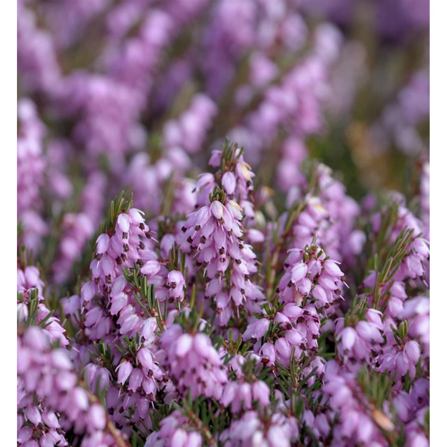 10x Englische Heide Darley Dale - Erica darleyensis günstig online kaufen