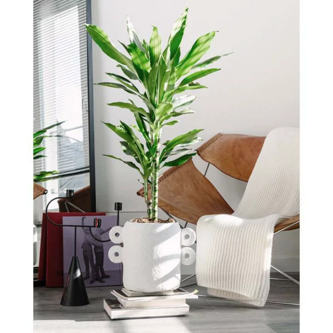 OH2 | Set mit 2 Zimmerpflanzen Dracaena Janet Lind günstig online kaufen