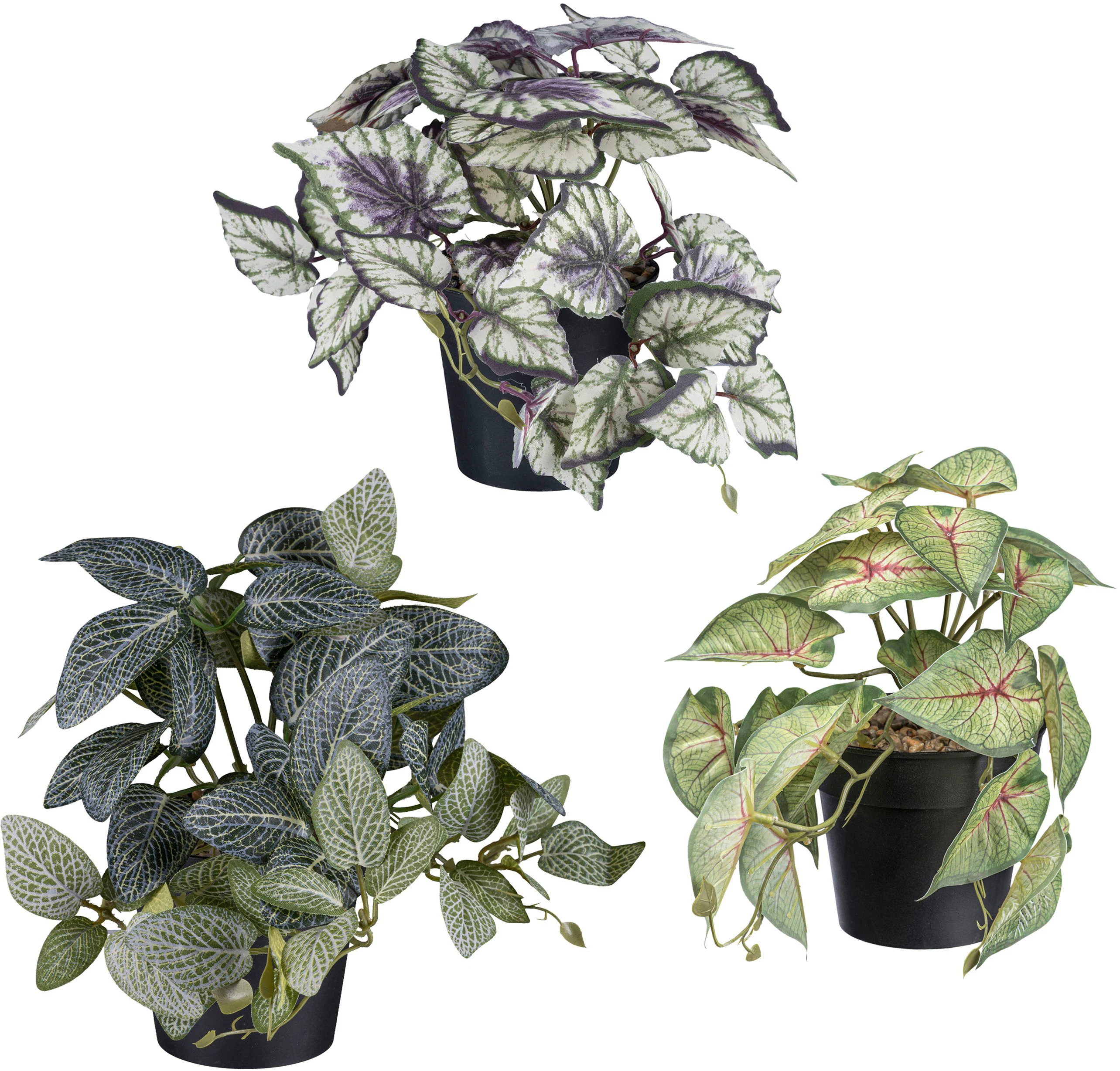 Creativ green Künstliche Zimmerpflanze "Caladium und Coleus und Fittonia", günstig online kaufen