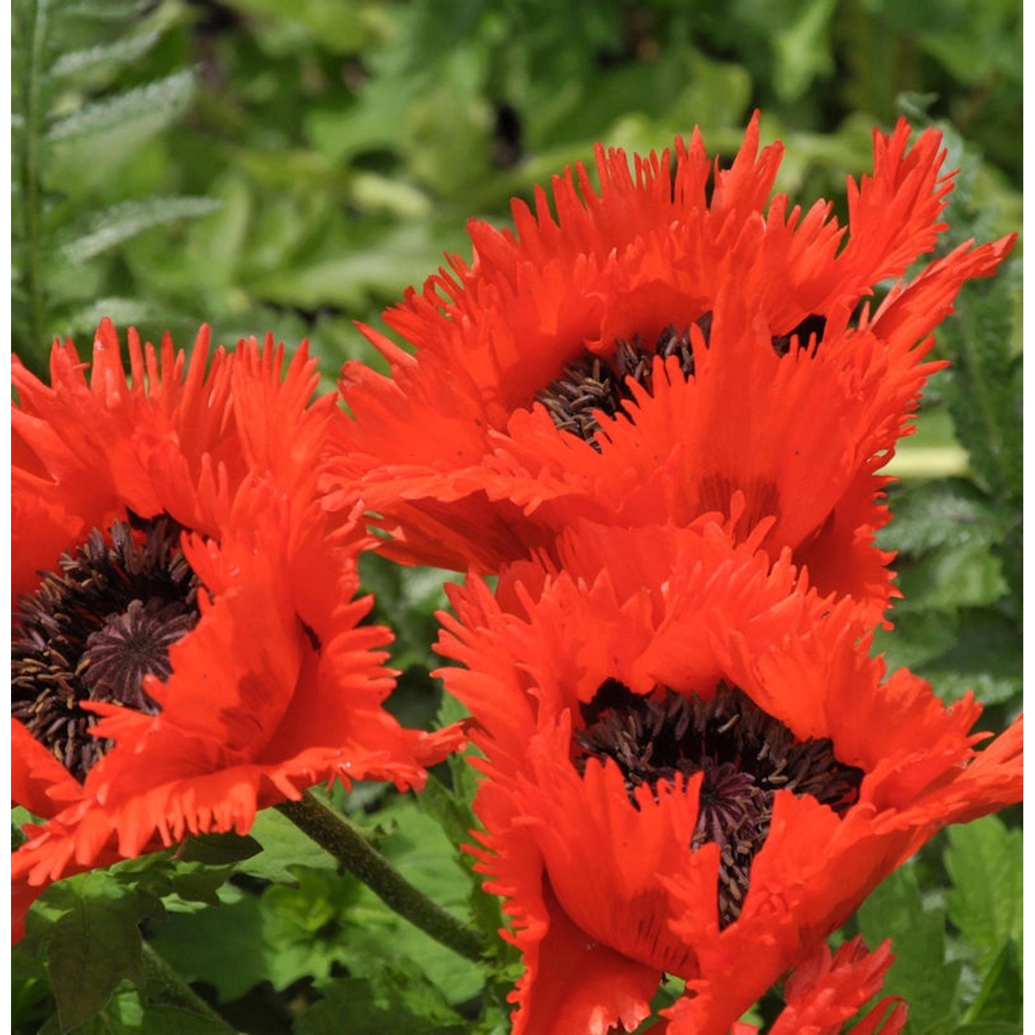 Türkischer Mohn Türkenlouis - Papaver orientale günstig online kaufen