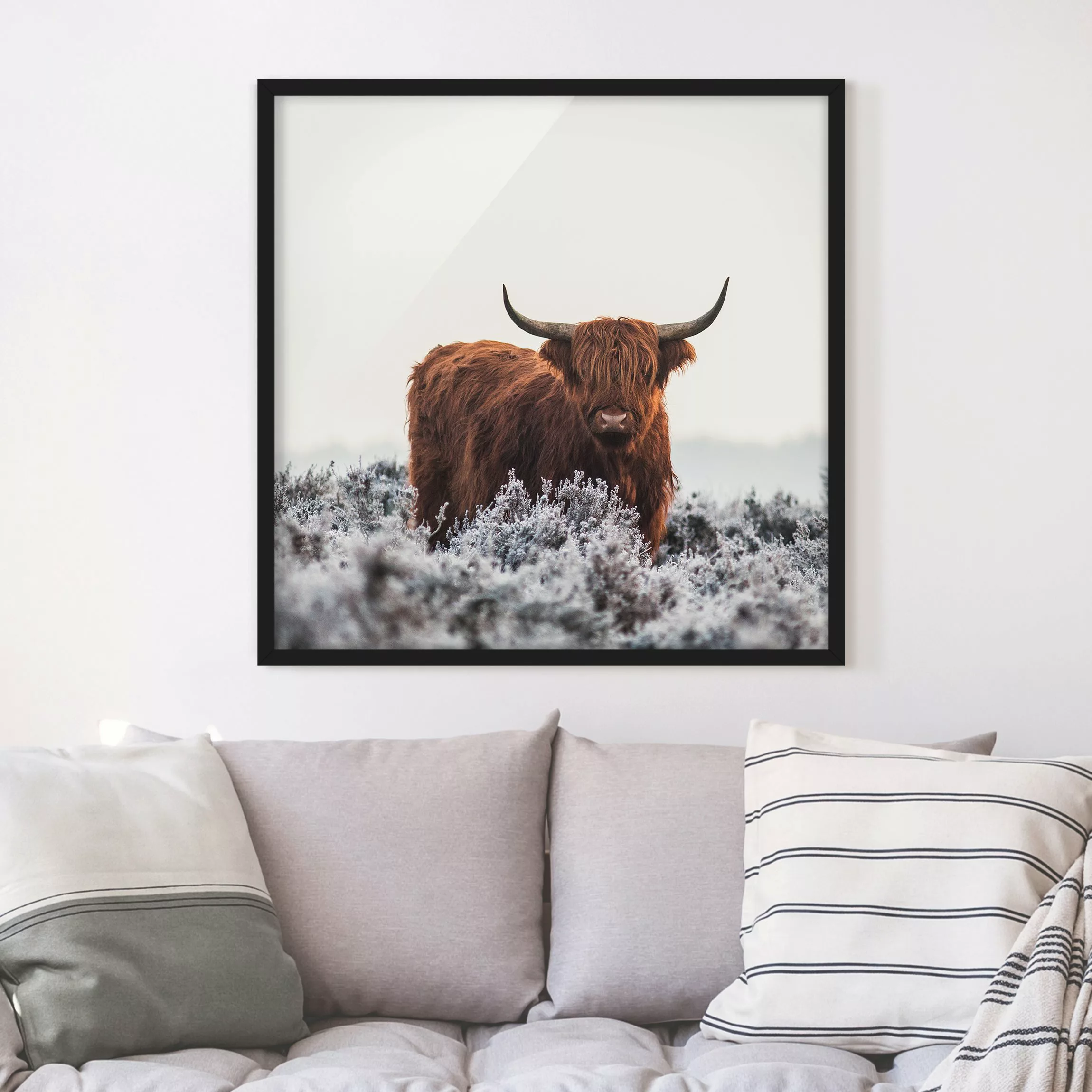 Bild mit Rahmen Tiere - Quadrat Bison in den Highlands günstig online kaufen