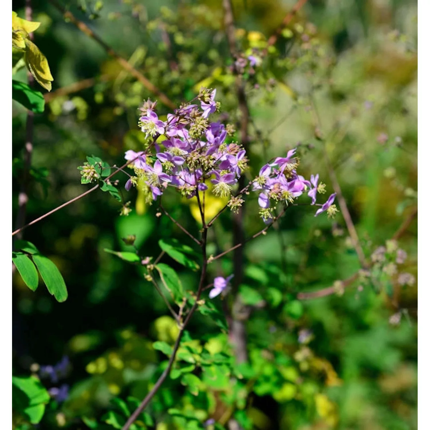 Prächtige Wiesenraute - Thalictrum rochebrunianum günstig online kaufen