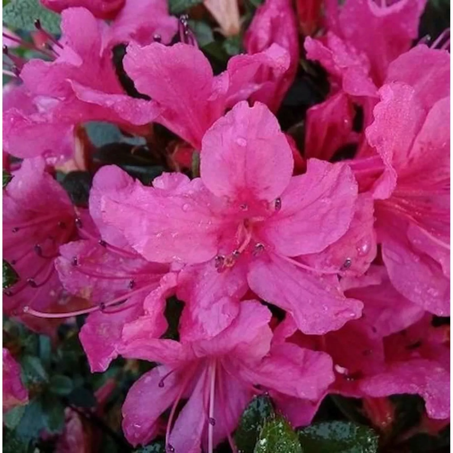 Kriechende Immergrüne Zwerg Azalee Uluru 20-25cm - Rhododendron nakaharai günstig online kaufen