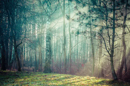 Papermoon Fototapete »Wald« günstig online kaufen