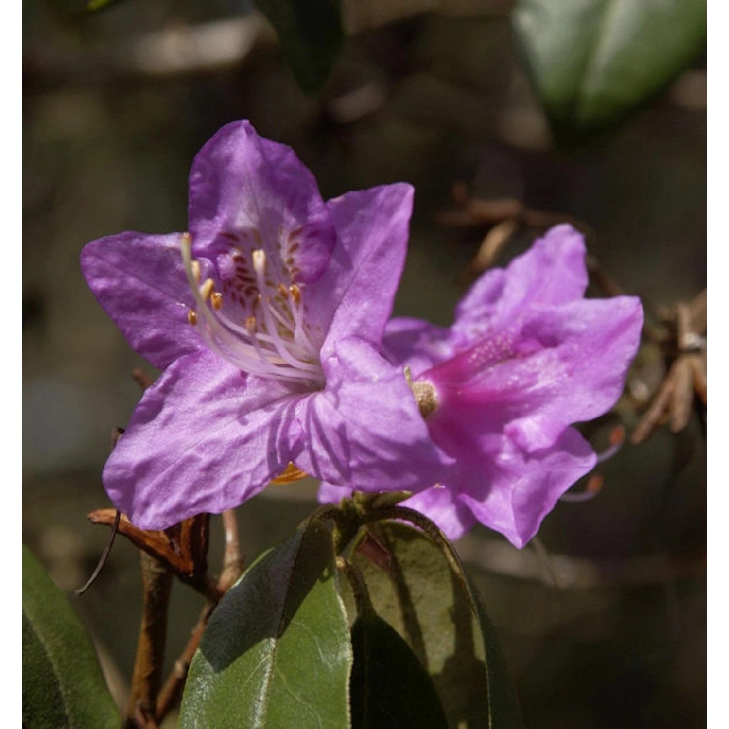 Rhododendron concinnum 30-40cm - Rhododendron günstig online kaufen