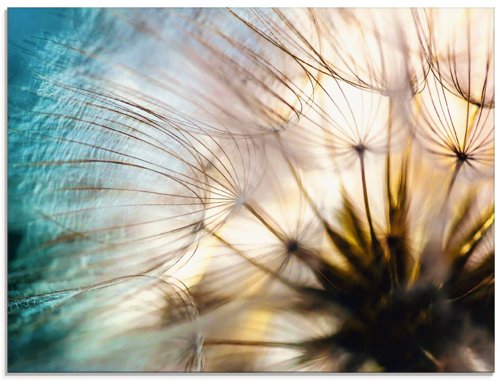 Artland Glasbild "Pusteblume Makro abstrakt", Blumen, (1 St.), in verschied günstig online kaufen