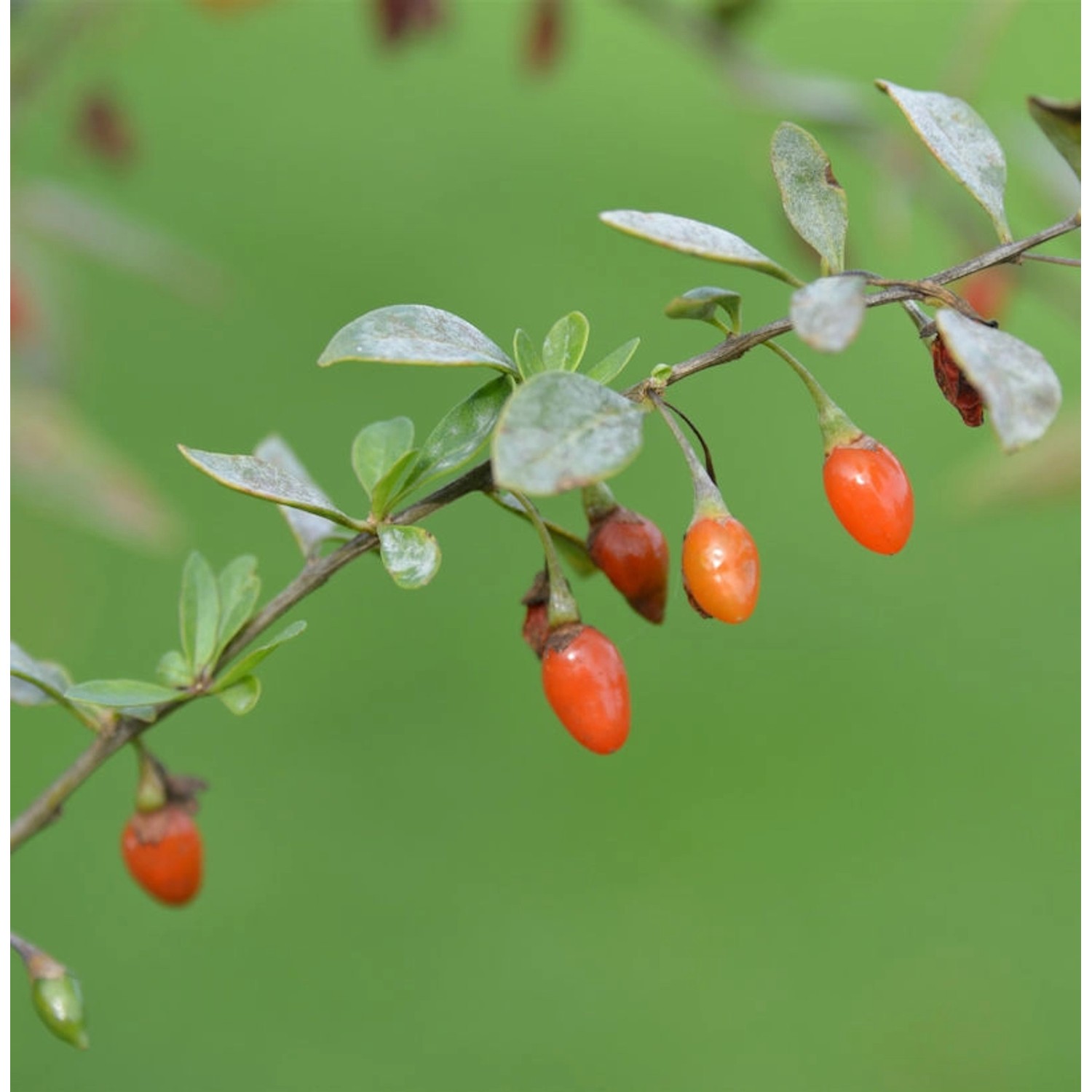 Teufelszwirn Super Success 40-60cm - Lycium barbarum günstig online kaufen