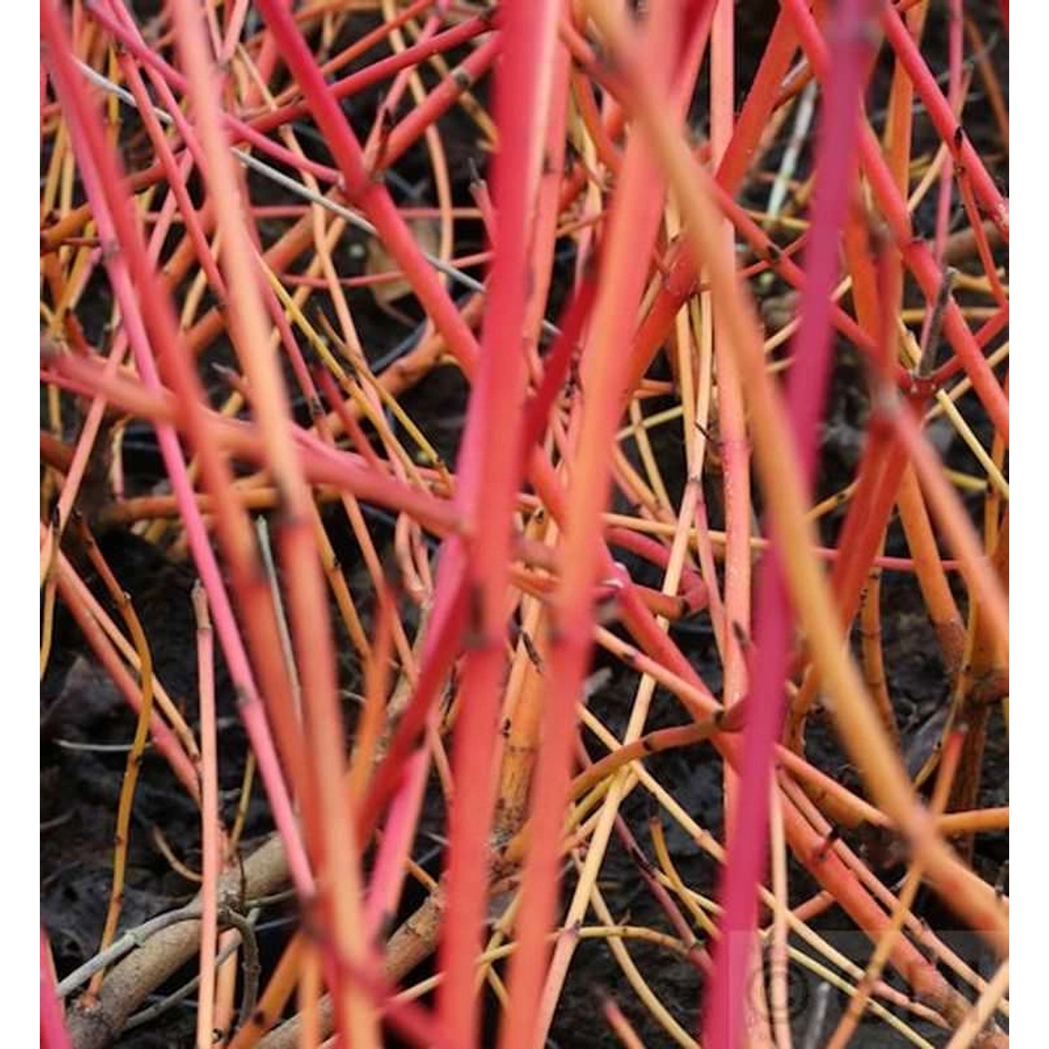 Orangerindiger Hartriegel Annys Winter Orange 40-60cm - Cornus sanguinea günstig online kaufen