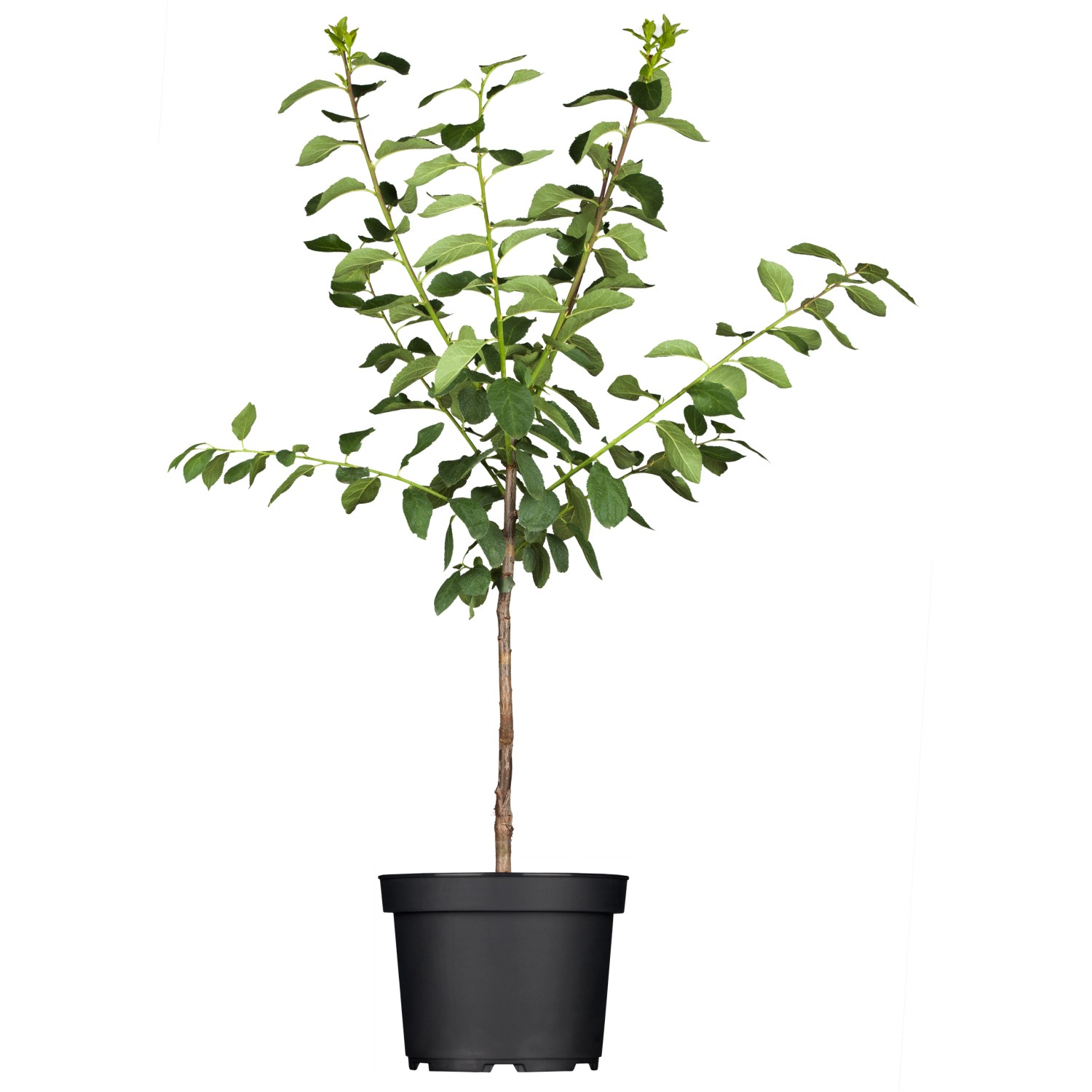 GROW by OBI Bio Aprikose Nancy Orangegelb Höhe ca. 120 - 140 cm Topf ca. 7 günstig online kaufen