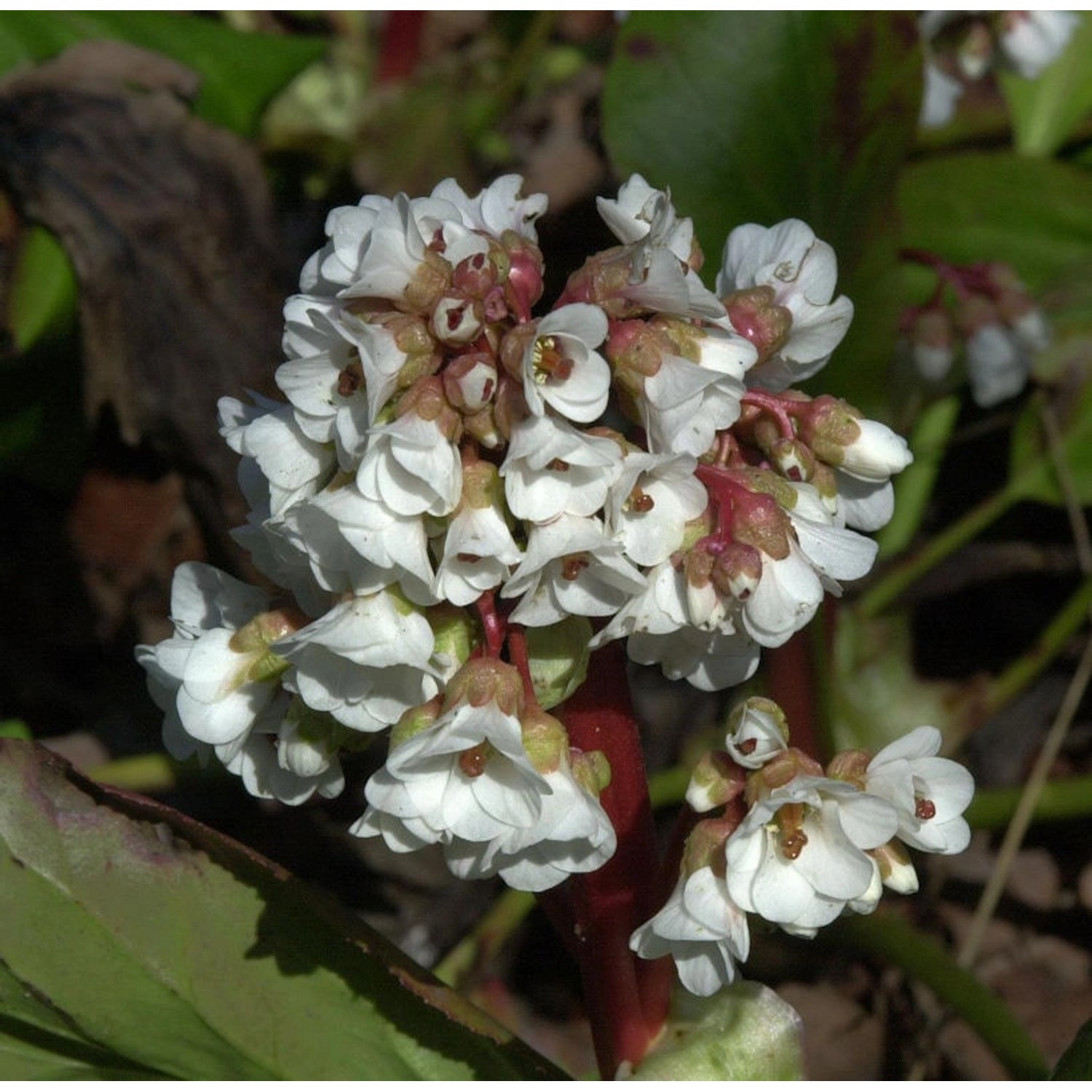 Bergenie Silberlicht - Bergenia cordifolia günstig online kaufen