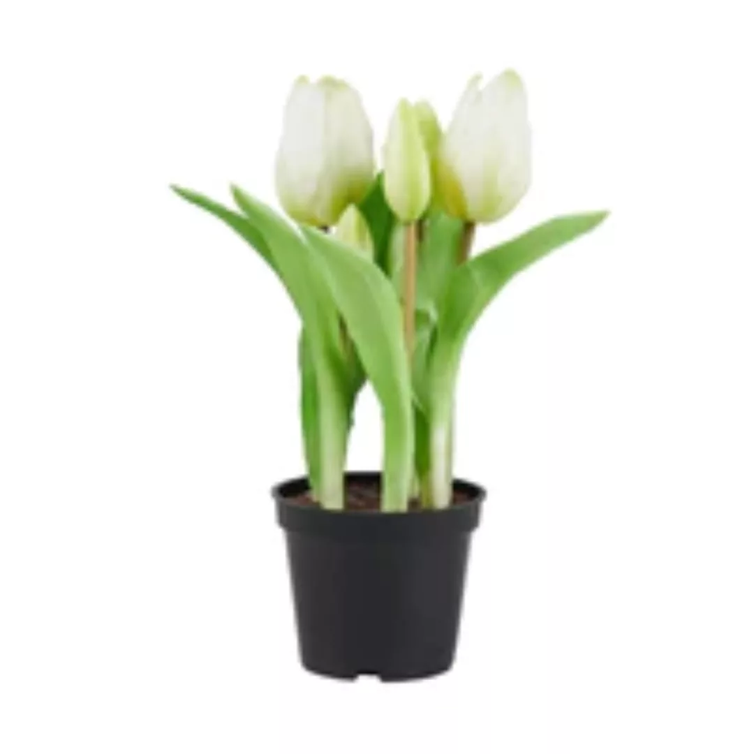 FLORISTA Tulpen "Real Touch"" Topf" günstig online kaufen