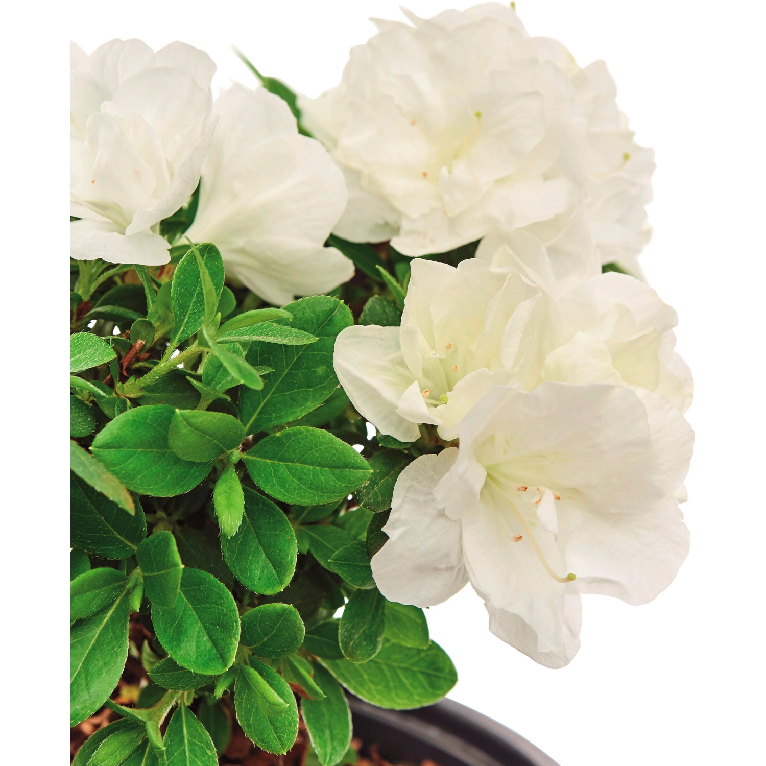 Azalee Inas Diamant Weiß Topf-Ø ca. 18 cm Rhododendron günstig online kaufen