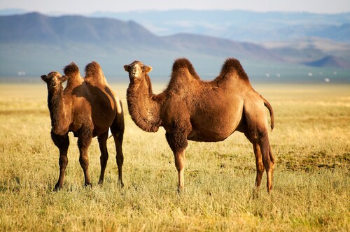 Papermoon Fototapete »Mongolian Camels« günstig online kaufen