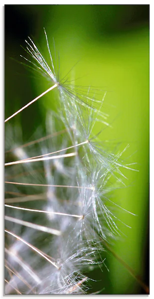 Artland Glasbild »Pusteblumesamen«, Blumen, (1 St.), in verschiedenen Größe günstig online kaufen