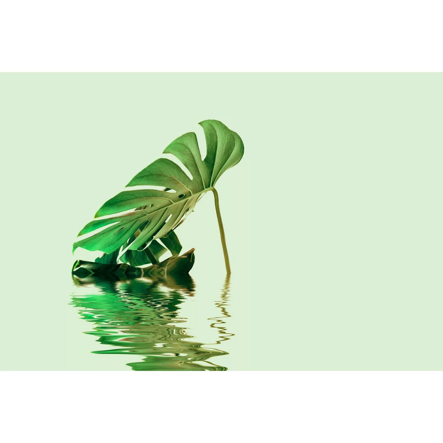 Fototapete Palmen Blätter Monstera Wasser Grün Blau  4,00 m x 2,70 m FSC® günstig online kaufen