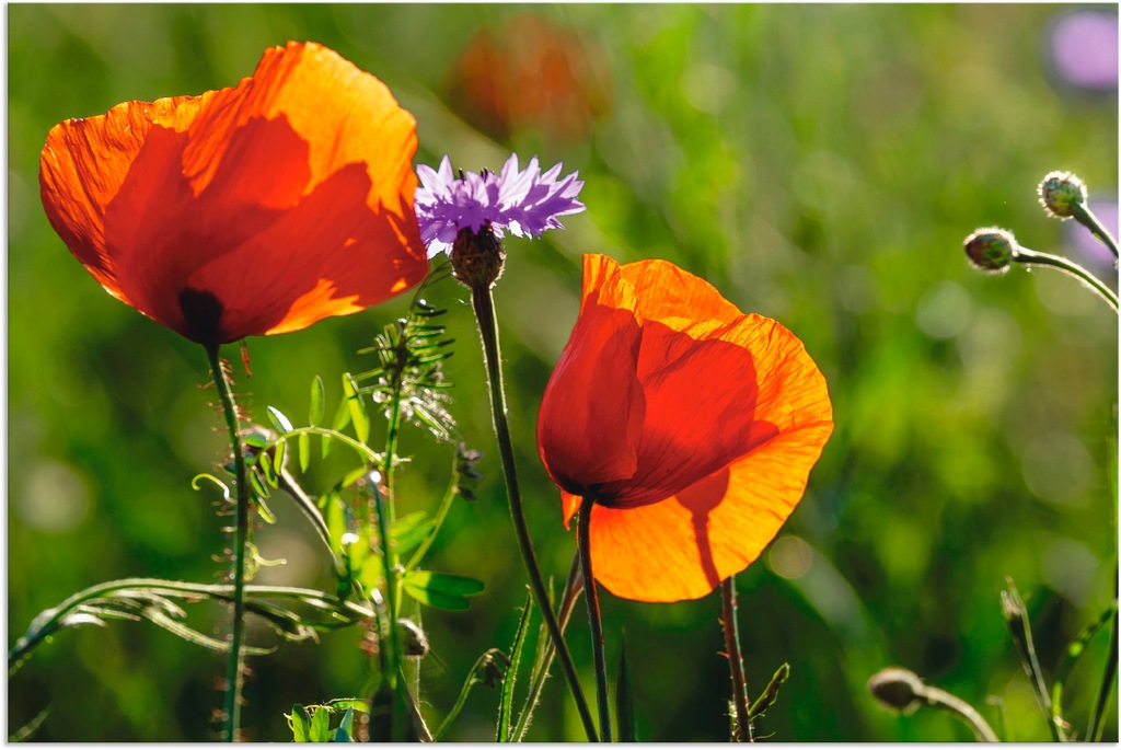 Artland Wandbild "Mohnblumen im Frühling", Blumen, (1 St.), als Alubild, Ou günstig online kaufen