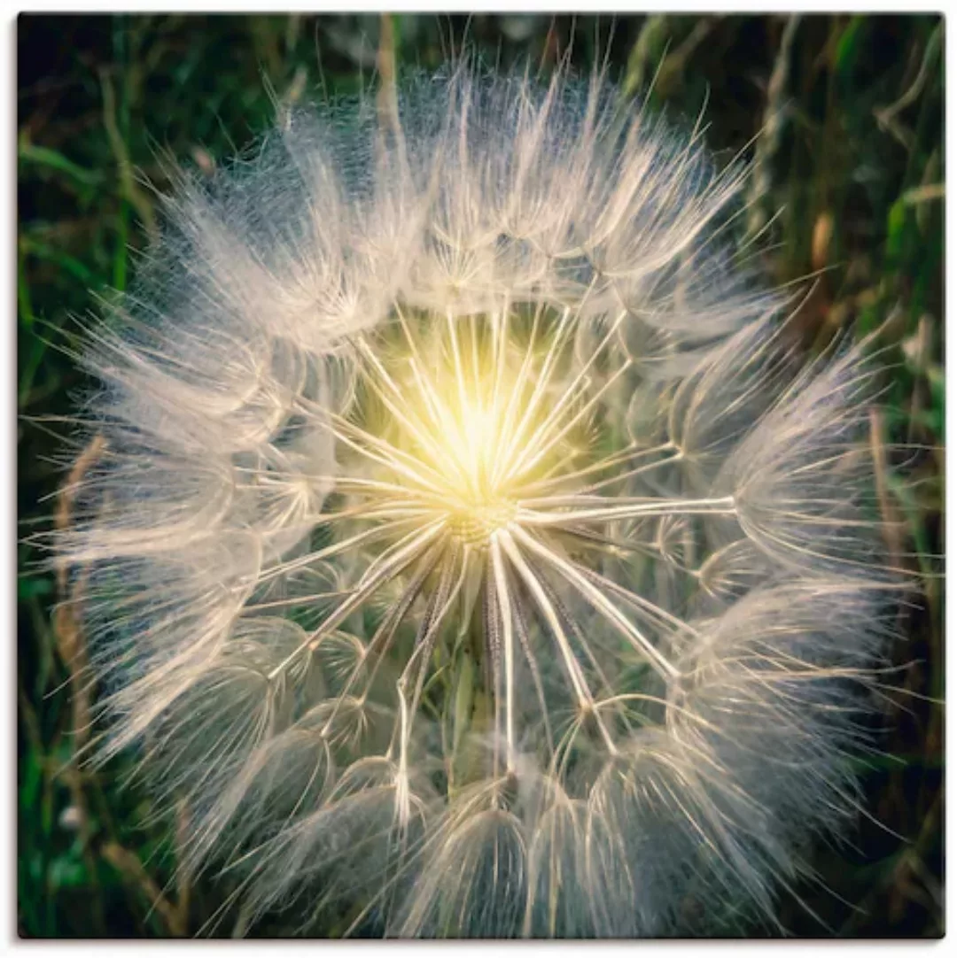 Artland Leinwandbild "Pusteblume Makroaufnahme mit Licht", Blumenbilder, (1 günstig online kaufen