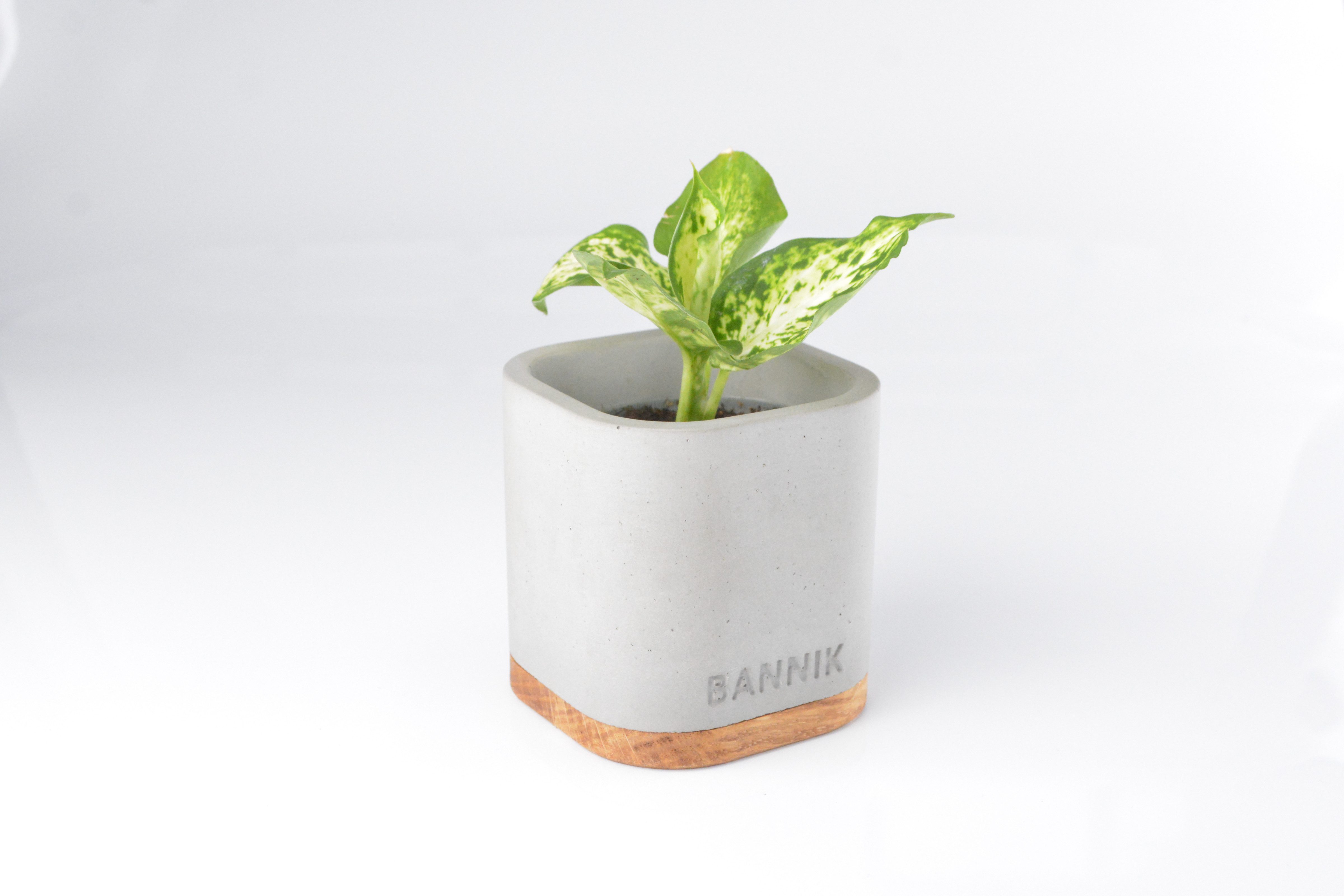 Bannik Blumentopf aus Beton und Holz günstig online kaufen