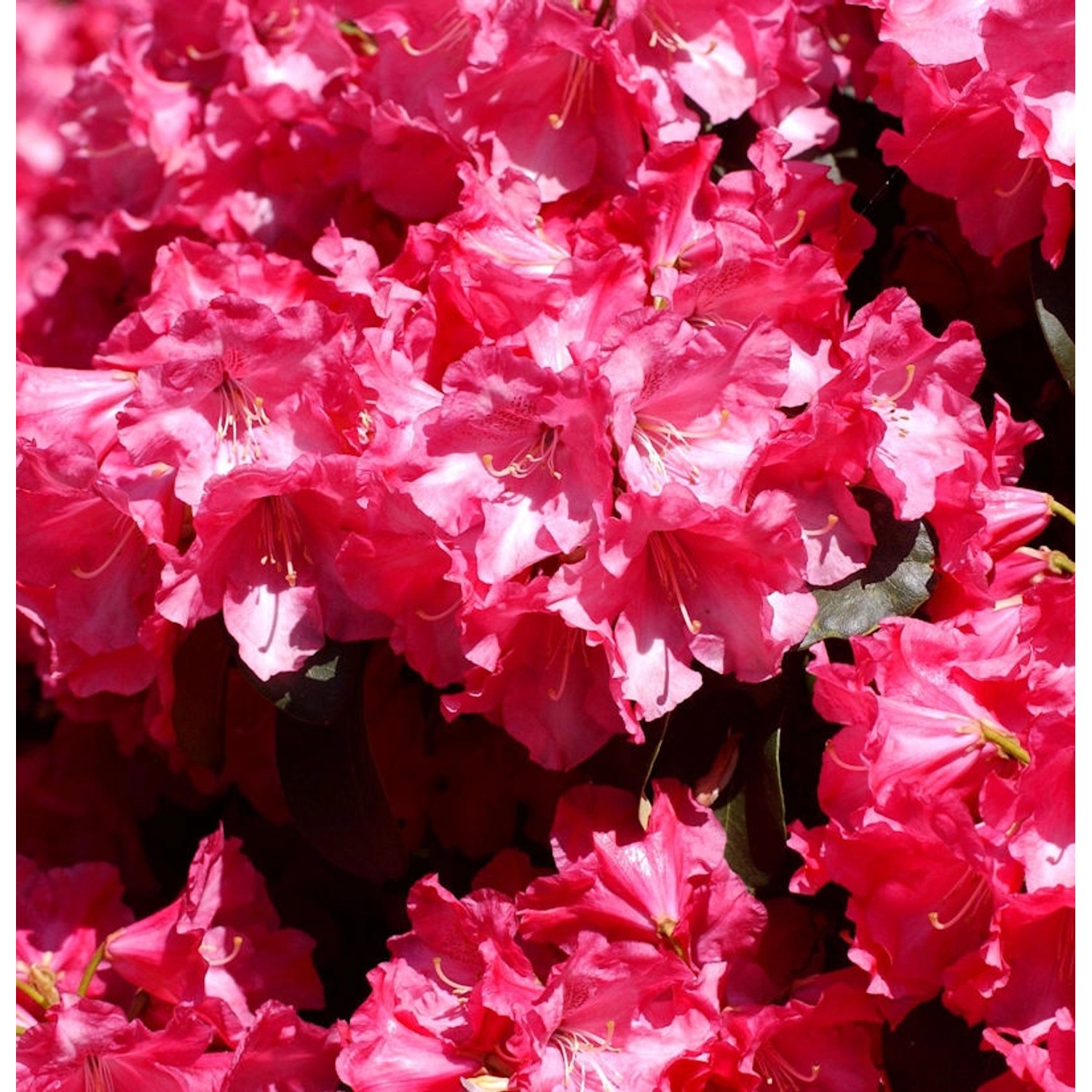 Rhododendron Gartendirektor Glocker 30-40cm - Rhododendron williamsianum günstig online kaufen