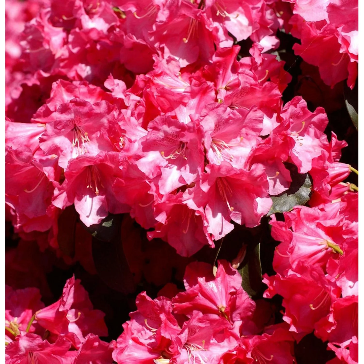 Rhododendron Gartendirektor Glocker 30-40cm - Rhododendron williamsianum günstig online kaufen