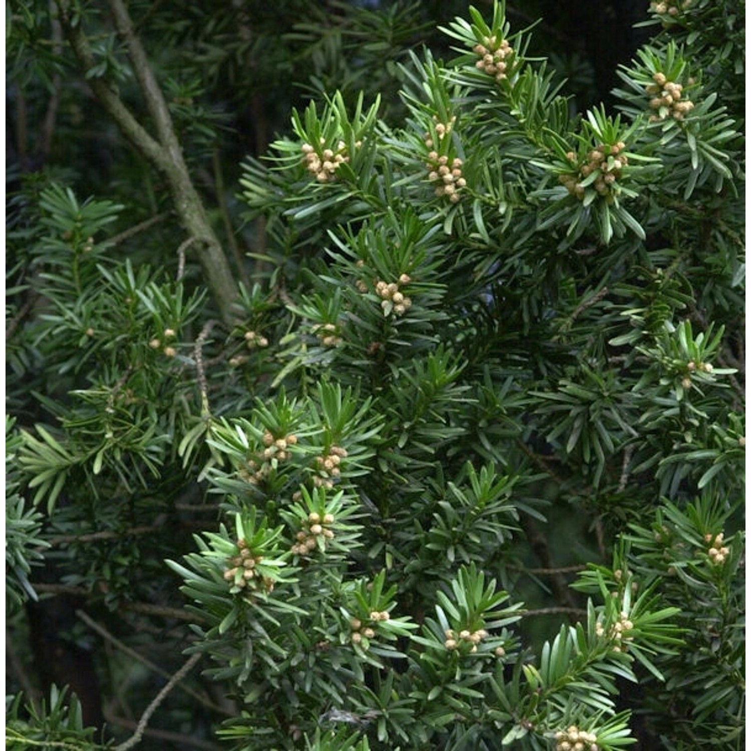 Gedrehte Zwerg Eibe Cristata 30-40cm - Taxus baccata günstig online kaufen