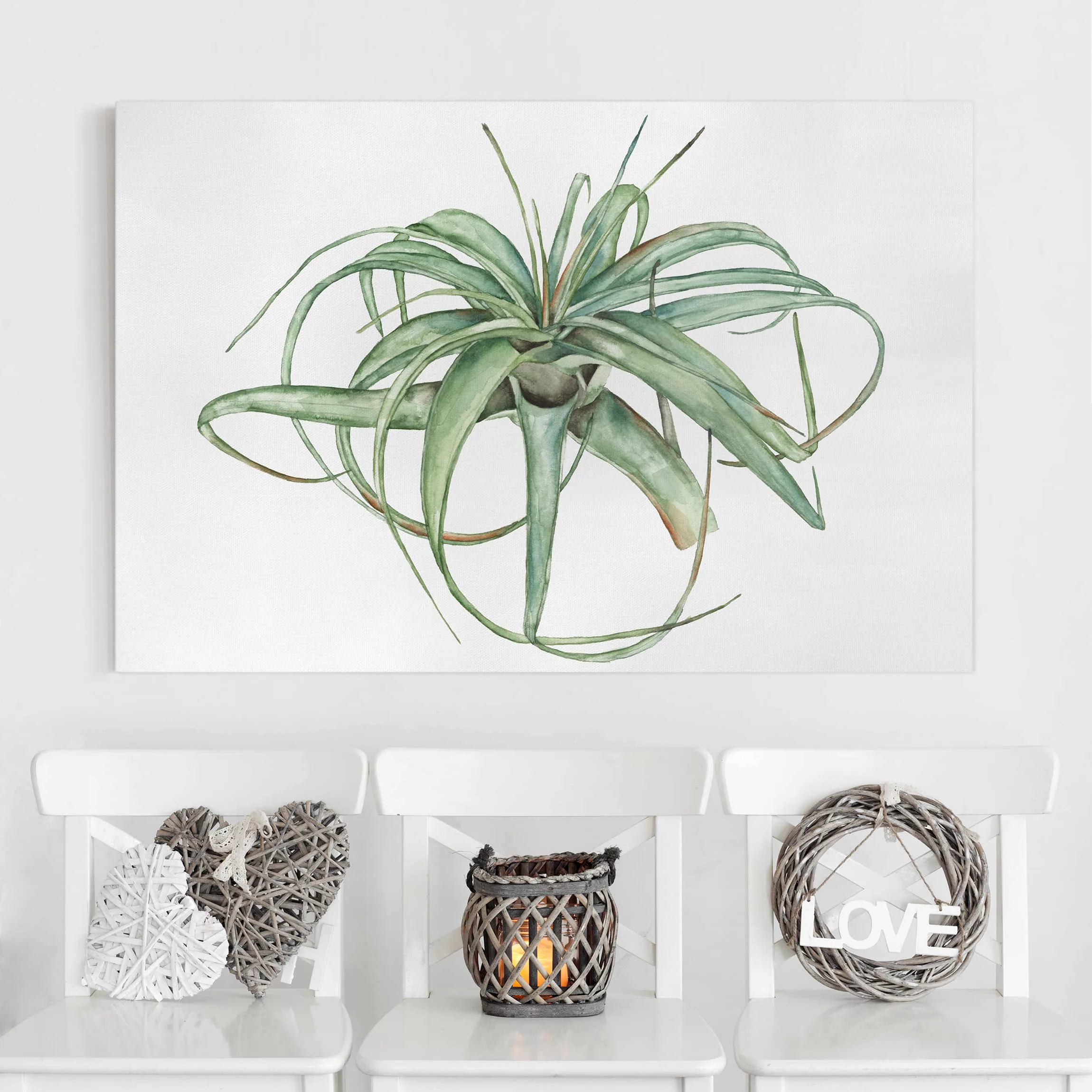 Leinwandbild Botanik - Querformat Luftpflanze Aquarell I günstig online kaufen