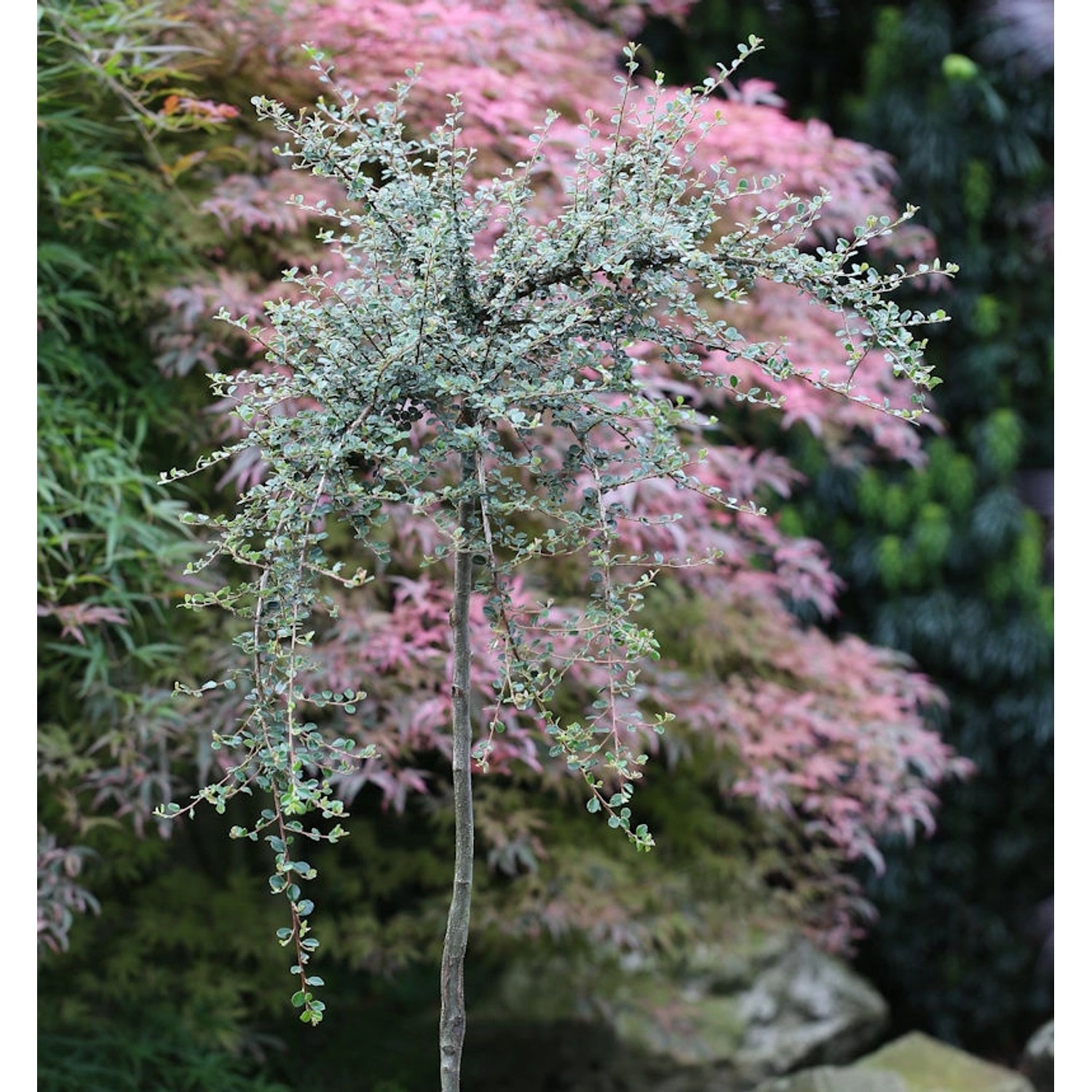 Hochstamm Zwergmispel Radicans 100-125cm - Cotoneaster dammeri günstig online kaufen