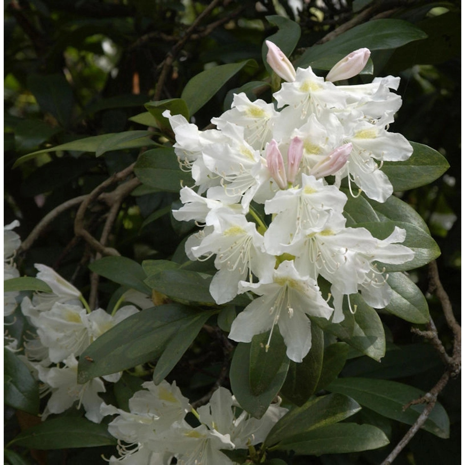 Großblumige Rhododendron Cunningham White 70-80cm - Alpenrose günstig online kaufen