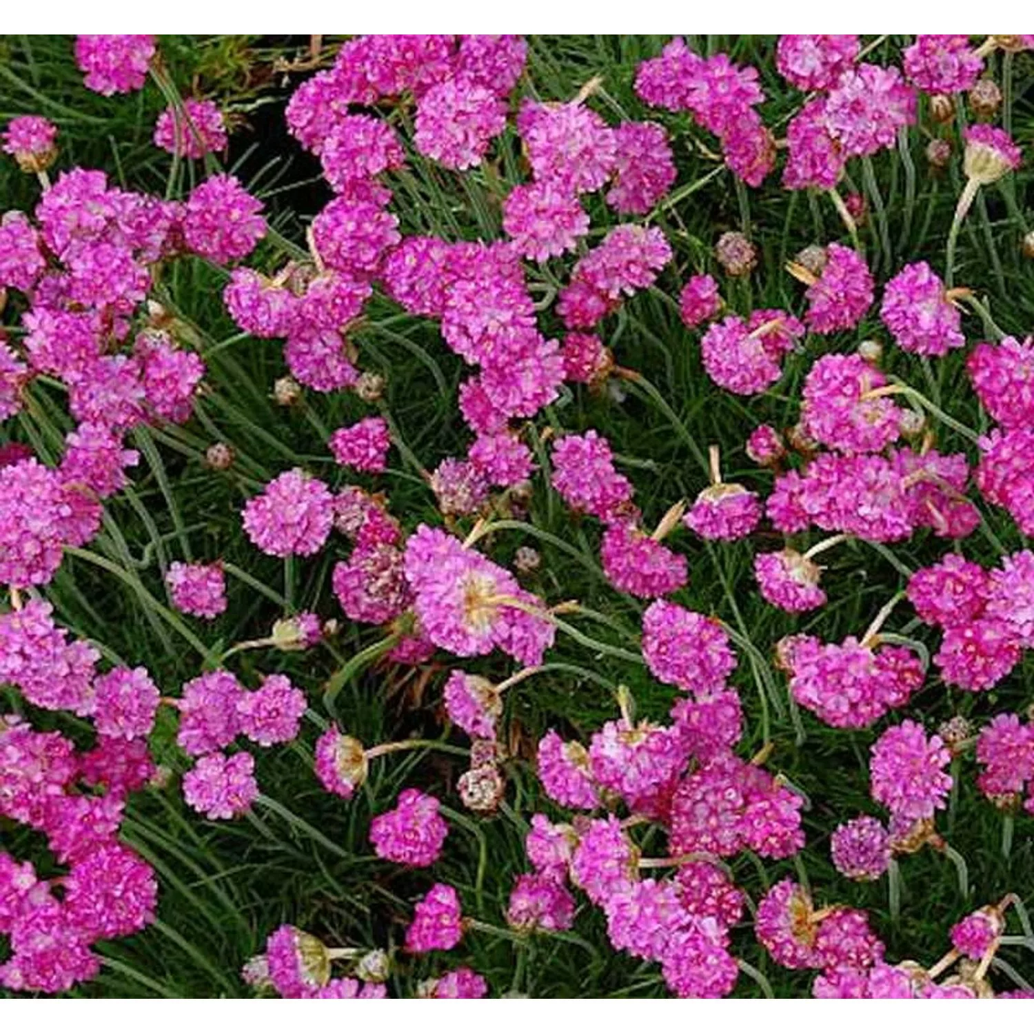 Strandnelke Splendens - Armeria maritima günstig online kaufen