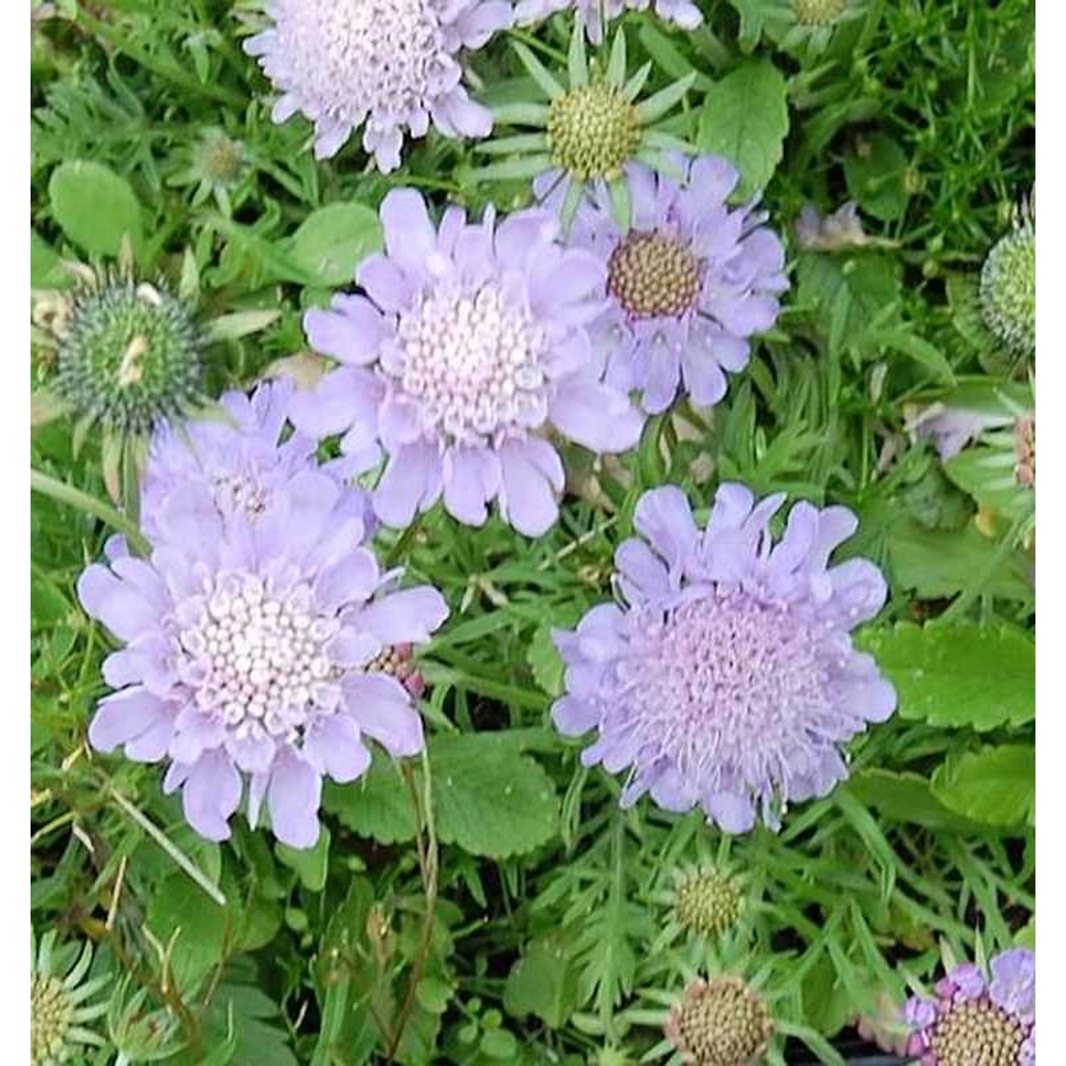 Tauben Skabiose Misty Butterflies - Scabiosa columbaria günstig online kaufen