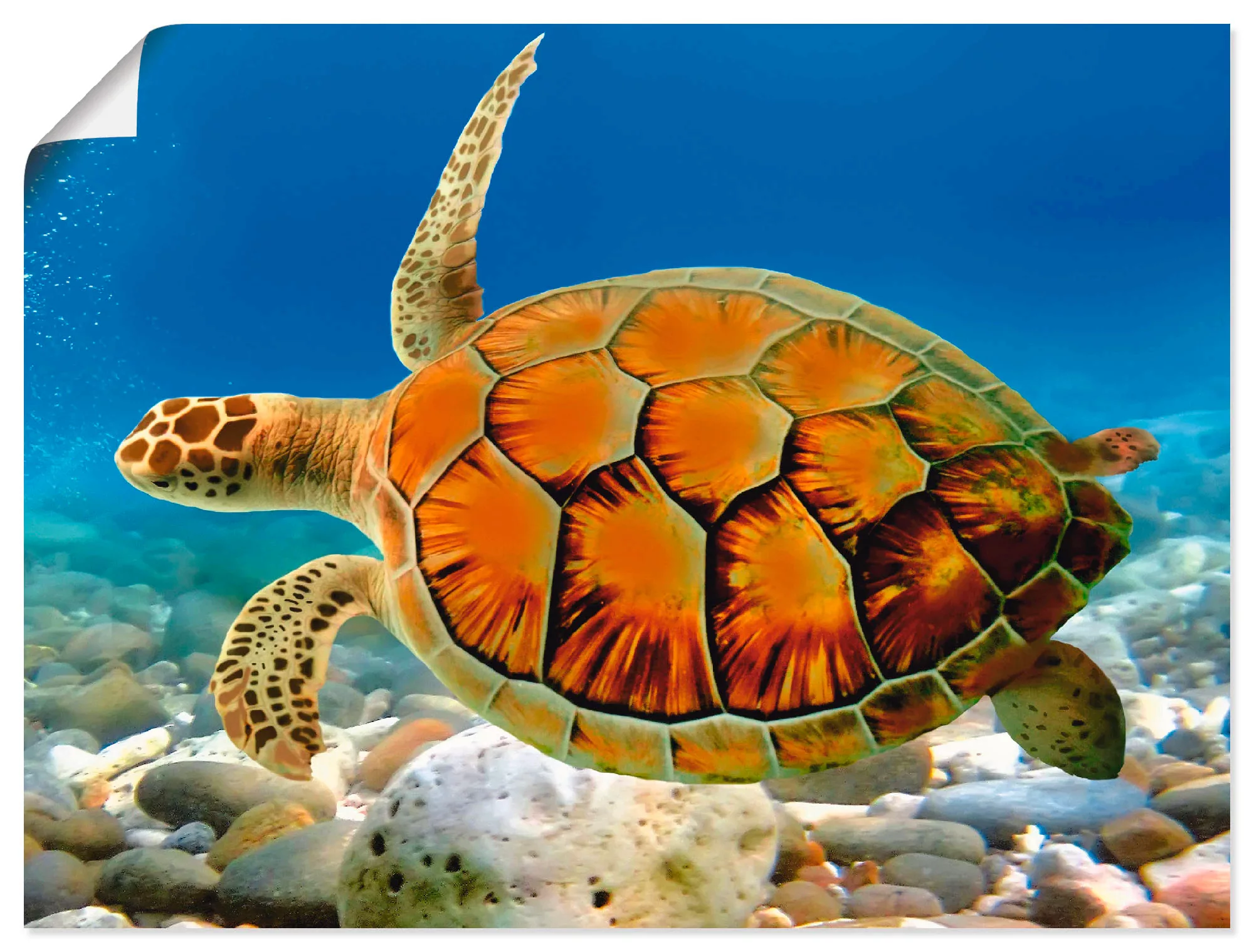 Artland Wandbild "Schildkröte", Wassertiere, (1 St.), als Leinwandbild, Pos günstig online kaufen