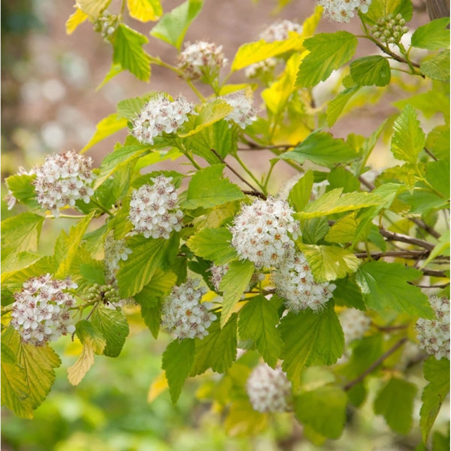 Hochstamm  Blasenspiere Tiny Wine Gold 80-100cm - Physocarpus opulifolius günstig online kaufen