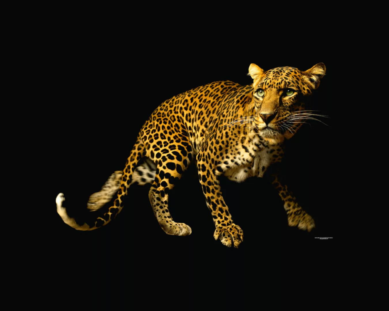 Fototapete "Leopard" 4,00x2,50 m / Glattvlies Brillant günstig online kaufen