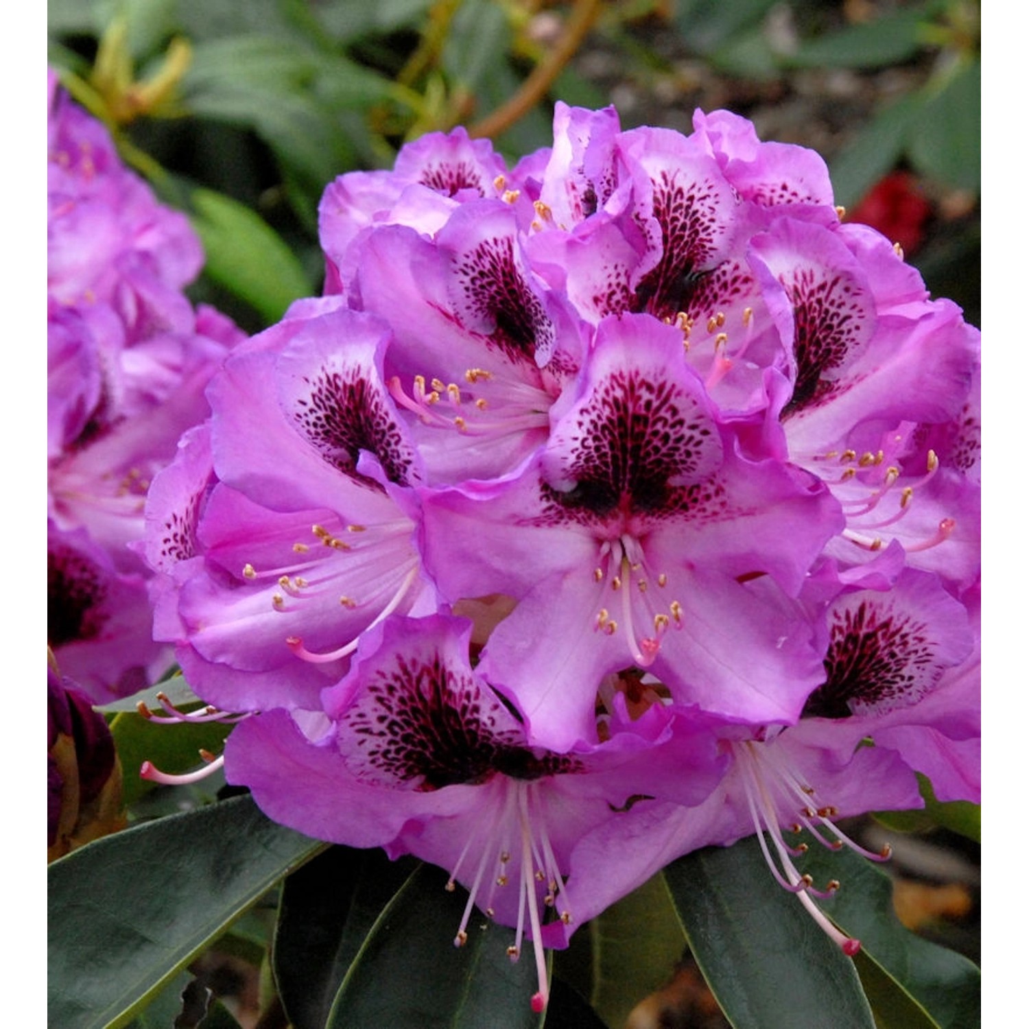 INKARHO - Großblumige Rhododendron Durantik 30-40cm - Alpenrose günstig online kaufen