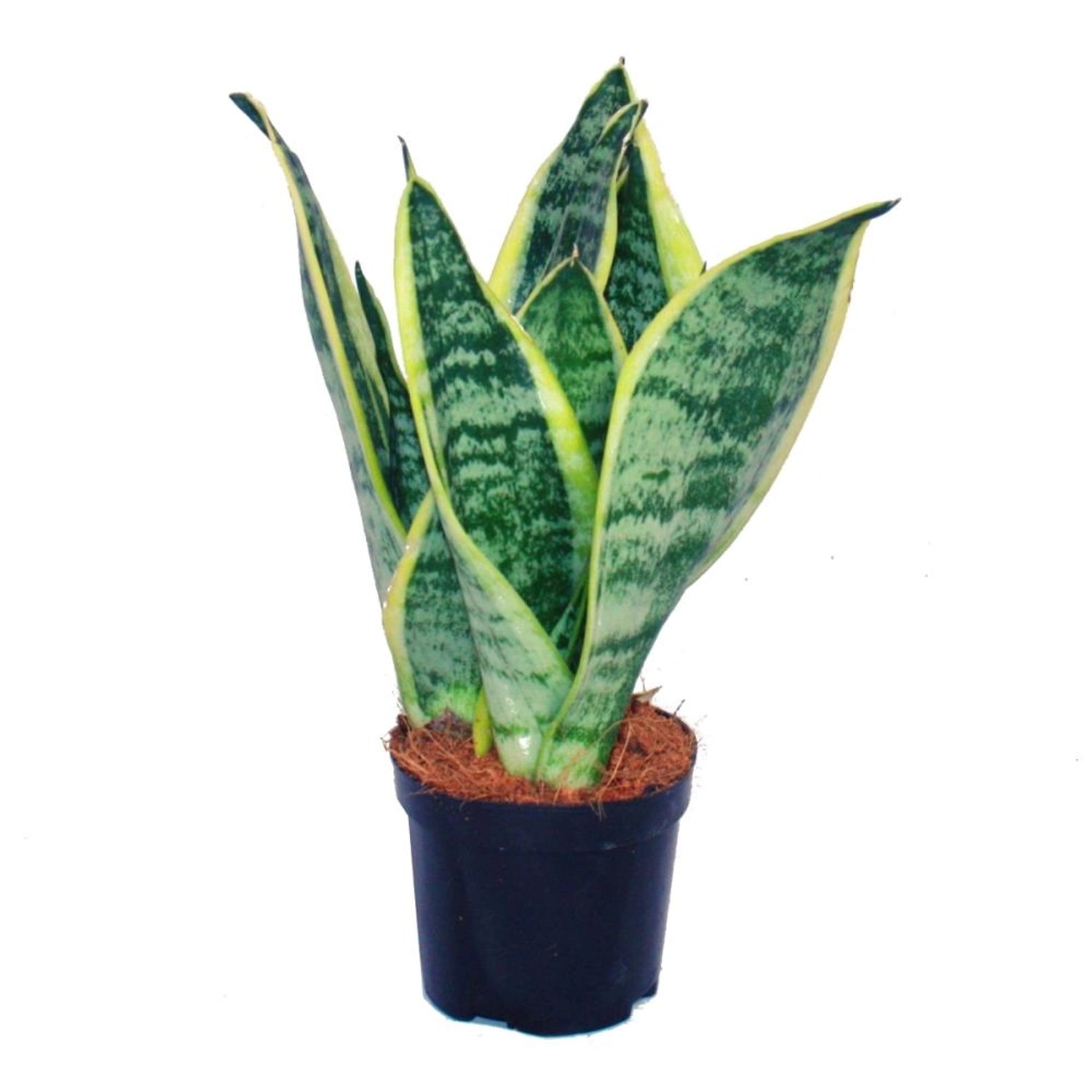 Exotenherz Sansevieria Trifasciata Gelbgrüner Bogenhanf 9cm Topf günstig online kaufen